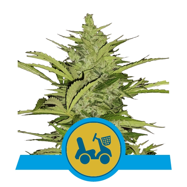 Семена конопли Fast Eddy Automatic CBD Автоцветы