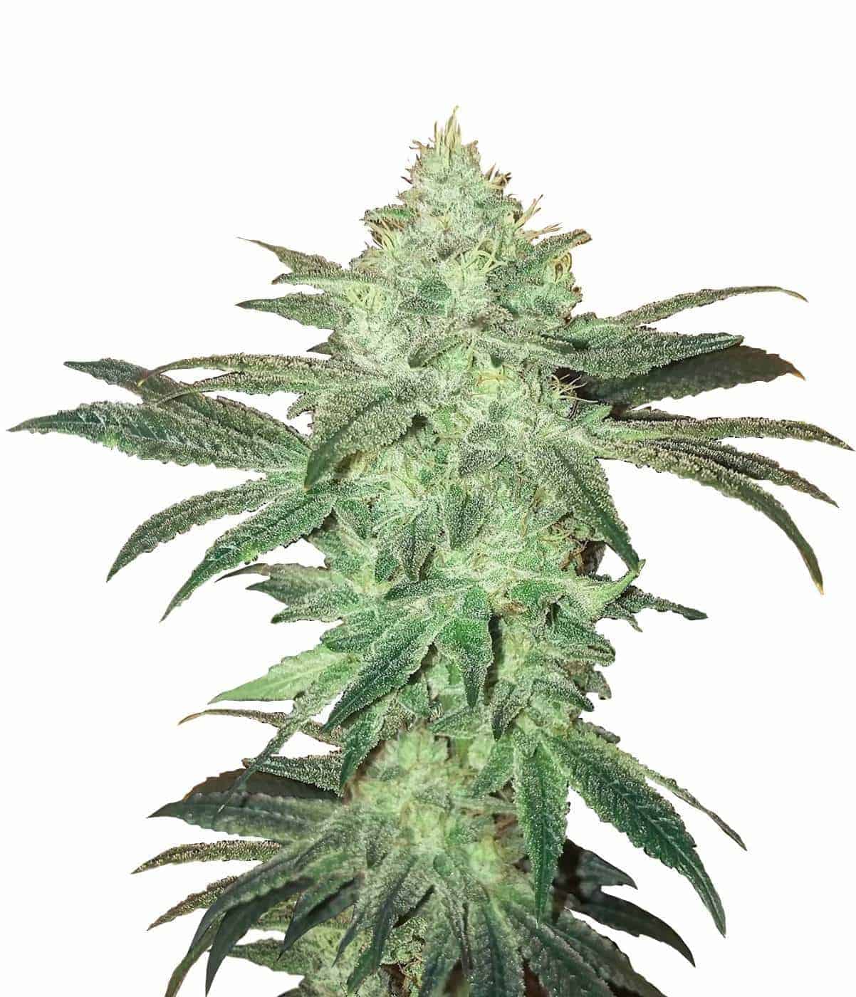 Семена конопли Stardawg Auto Автоцветы
