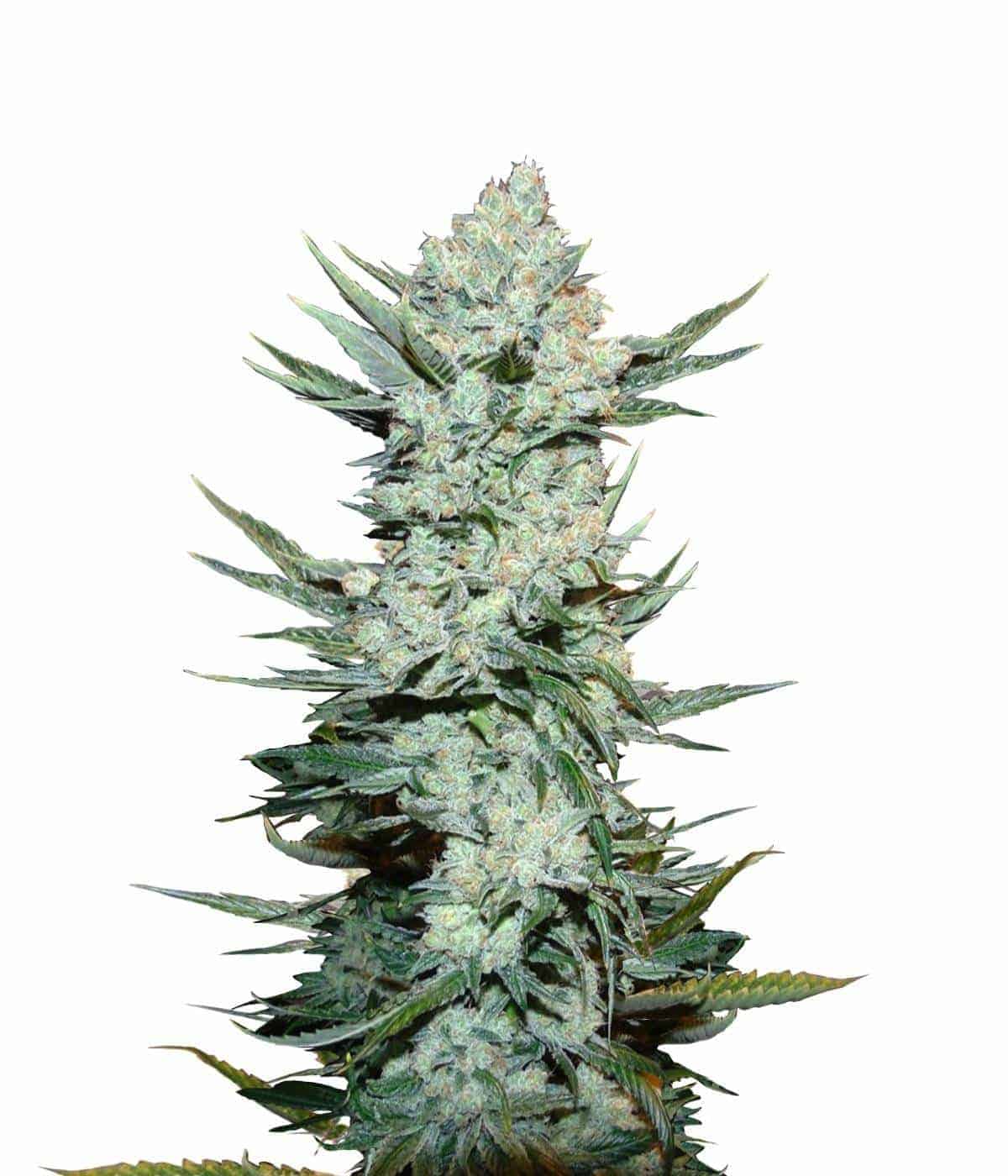 Семена конопли Tangie Matic Auto Автоцветы