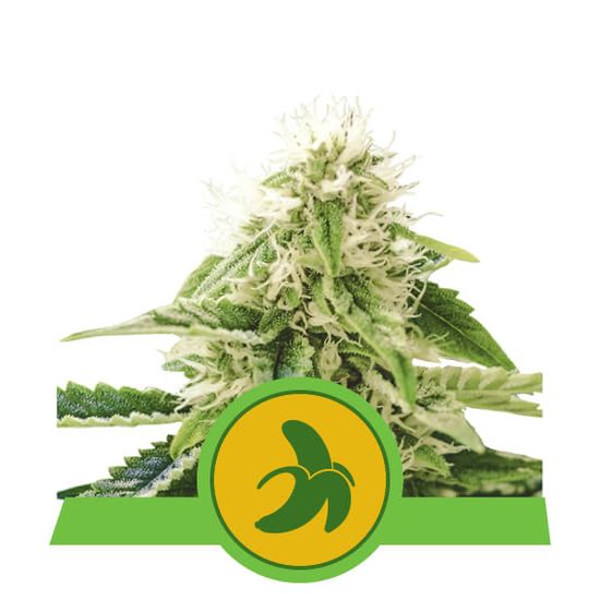 Семена конопли Fat Banana Auto Автоцветы