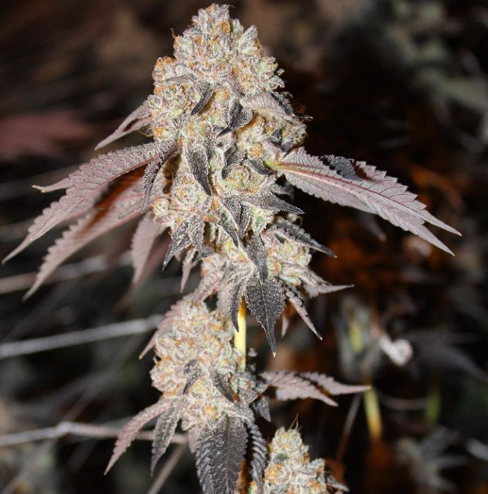 Семена конопли Forum Cookies x OG BadAzz Фотопериодные