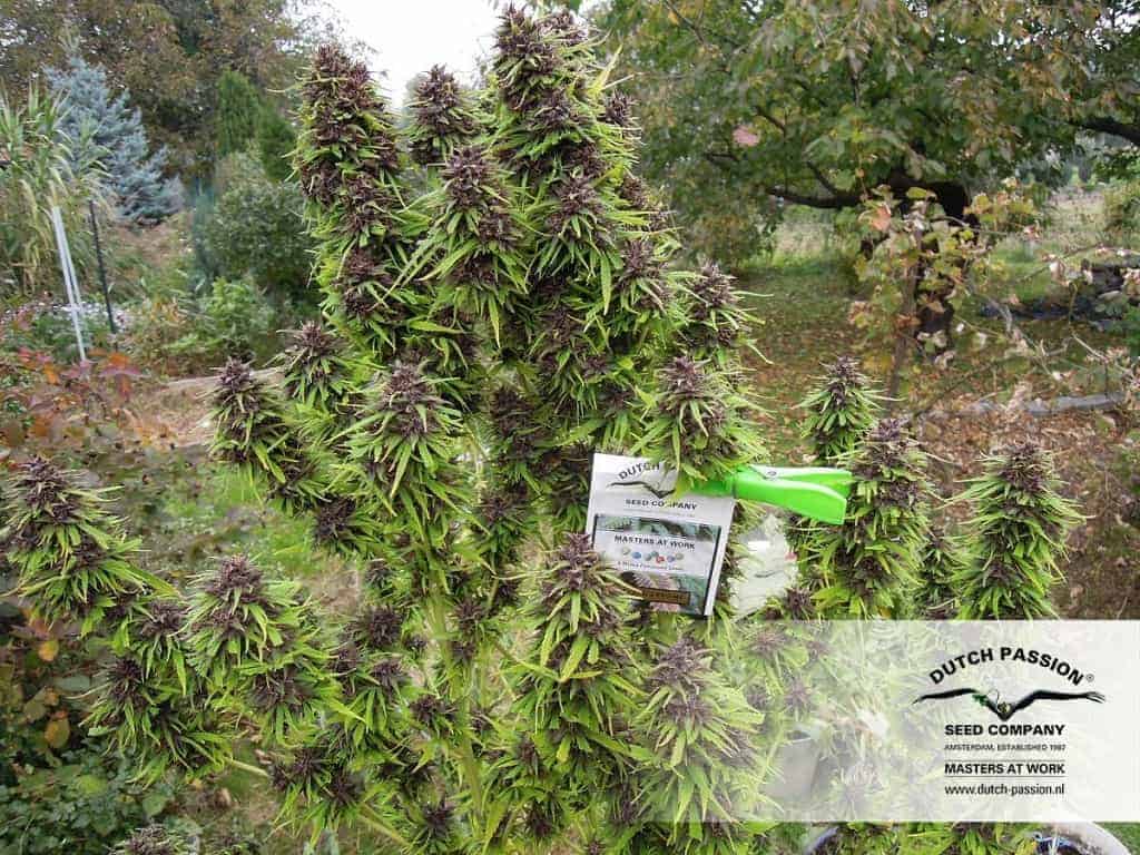 Семена конопли Frisian Dew - фото 4
