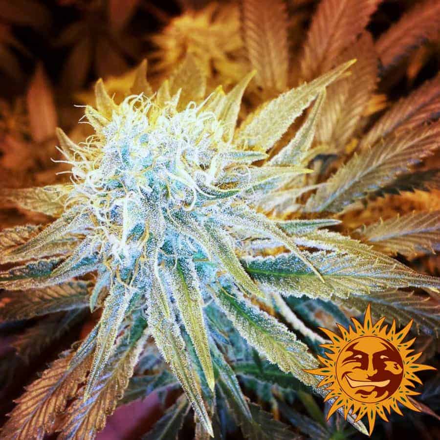 Семена конопли G13 Haze - фото 2