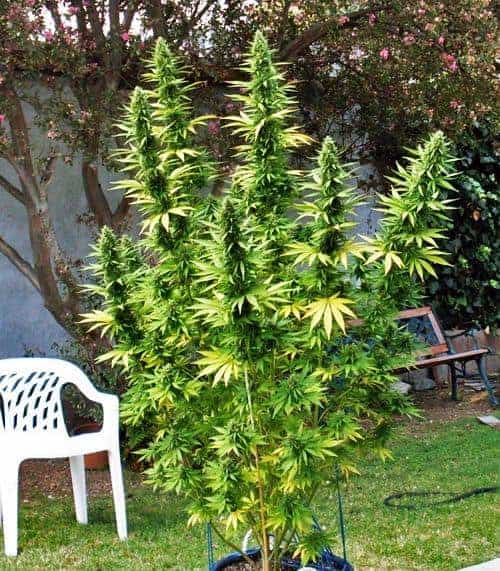Семена конопли G13 Haze - фото 3