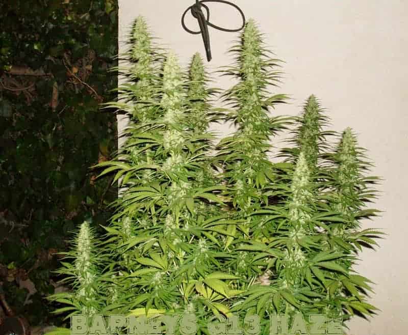 Семена конопли G13 Haze - фото 4