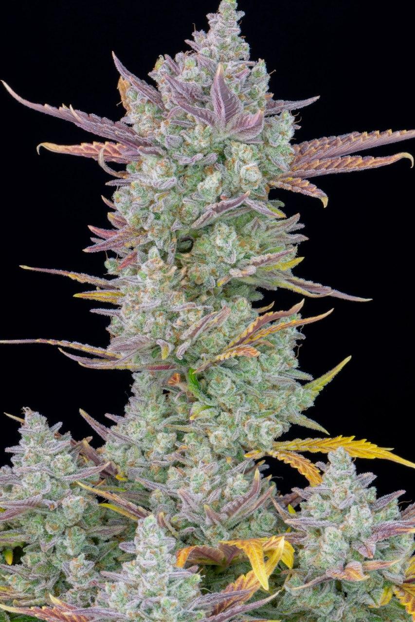 Семена конопли Gorilla Cookies Auto Автоцветы