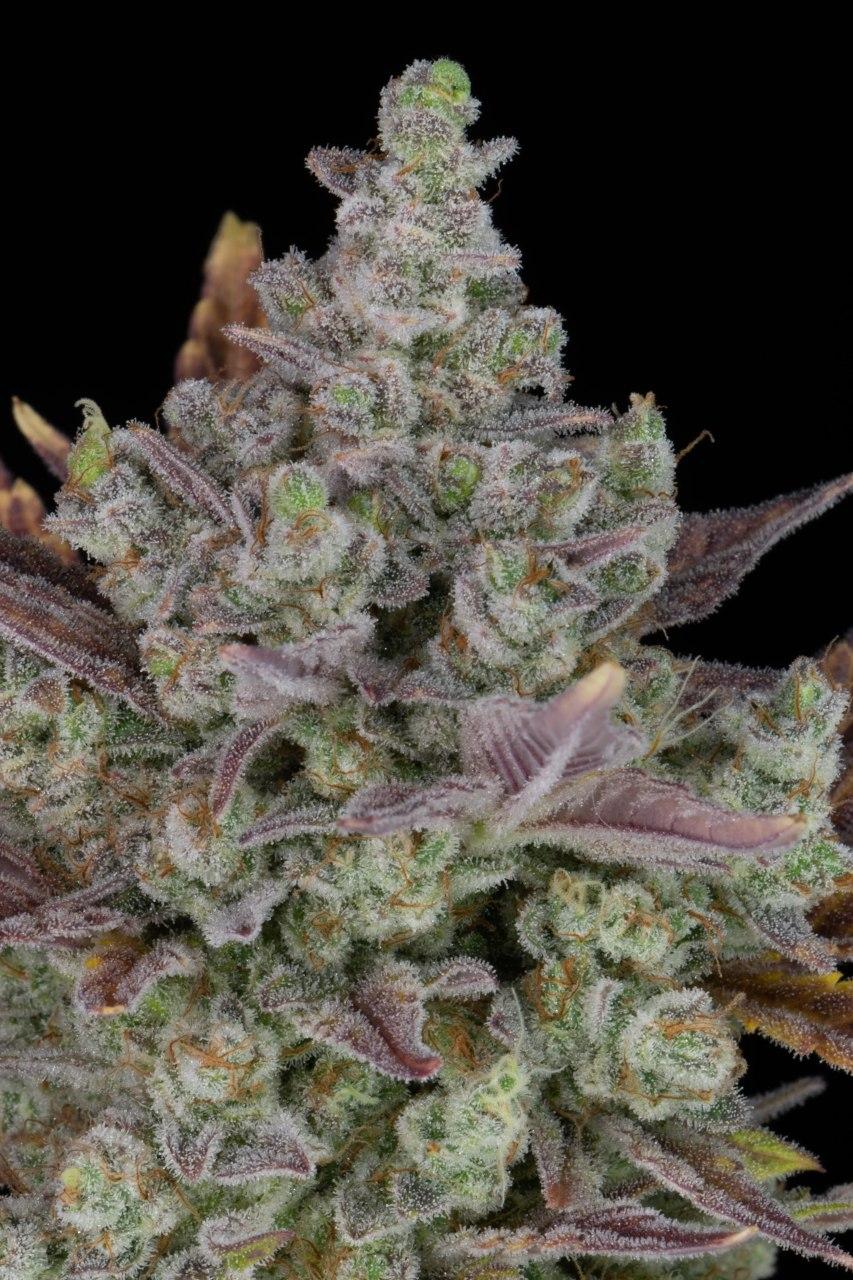 Семена конопли Gorilla Cookies Auto - фото 2