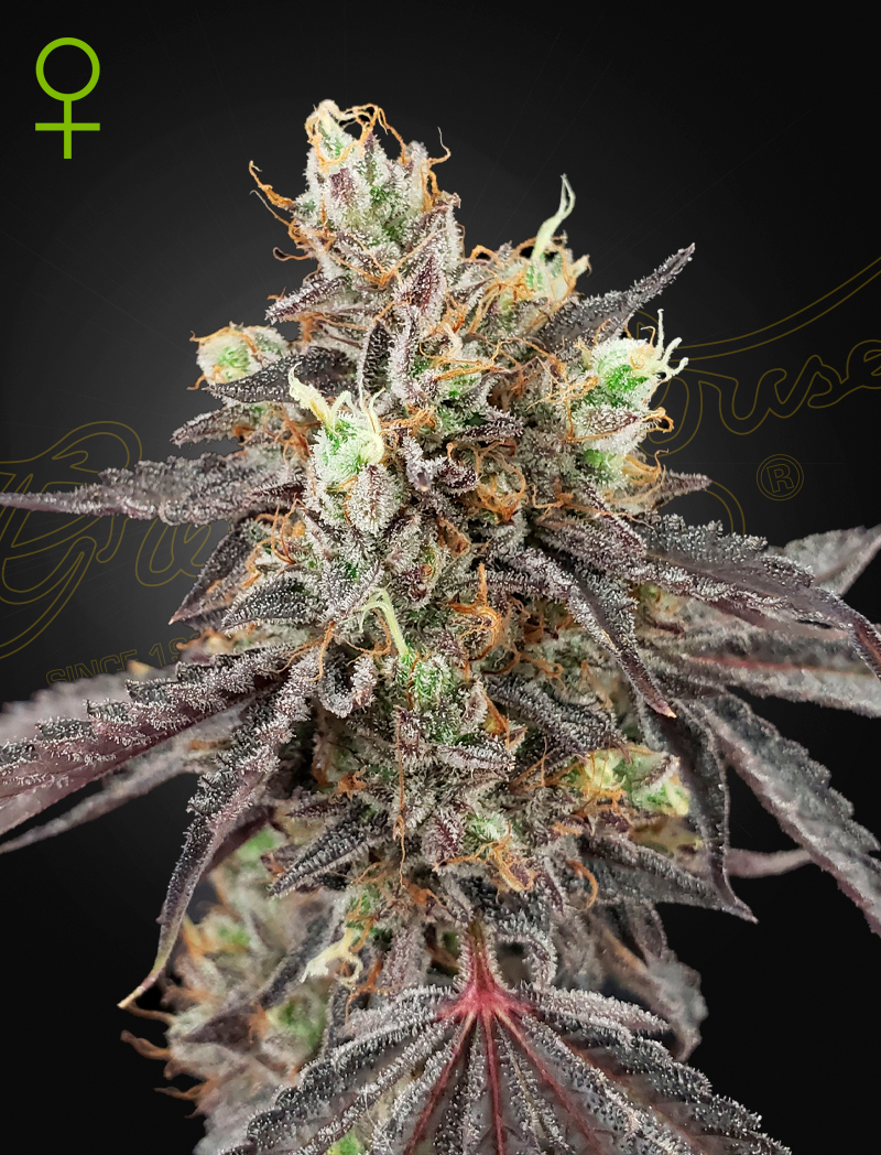 Семена конопли Gelato 41 x Gelato 41 Auto Автоцветы