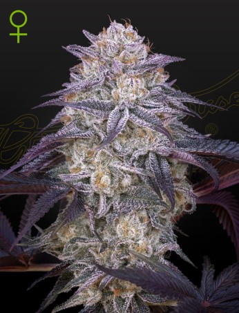 Семена конопли King's Juice Auto Автоцветы