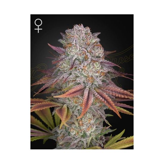 Pulp Friction фотопериодный семена конопли