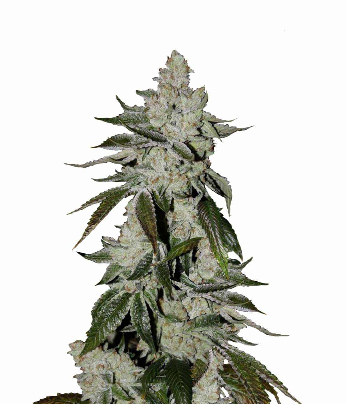 Семена конопли Girl Scout Cookies Auto Автоцветы