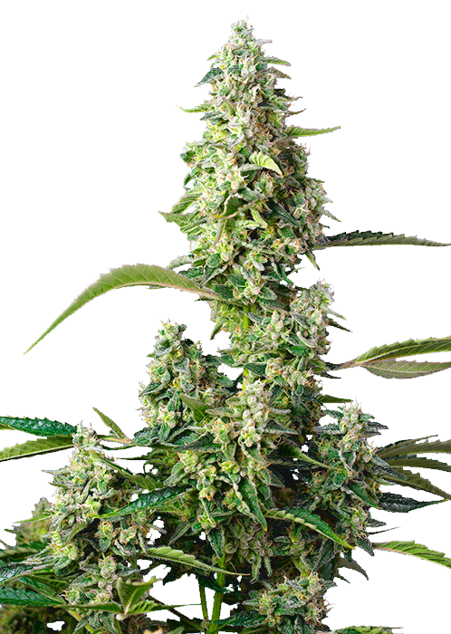 Семена конопли Gorilla Girl XL Auto Автоцветы