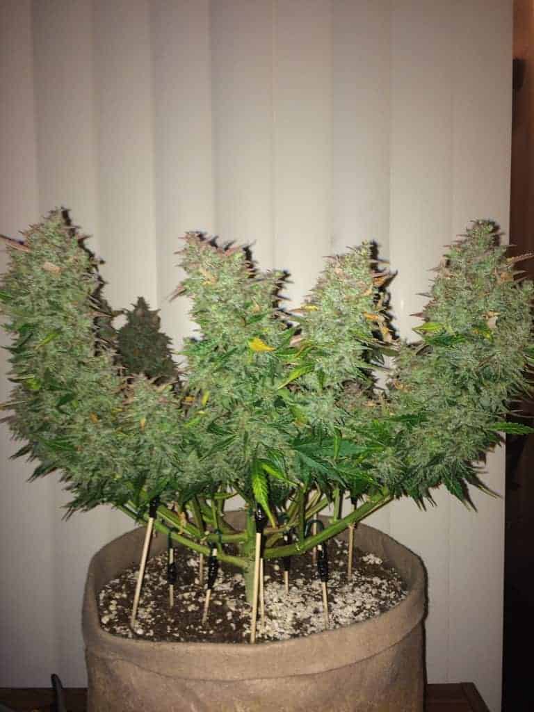 Семена конопли Gorilla Glue Auto - фото 2
