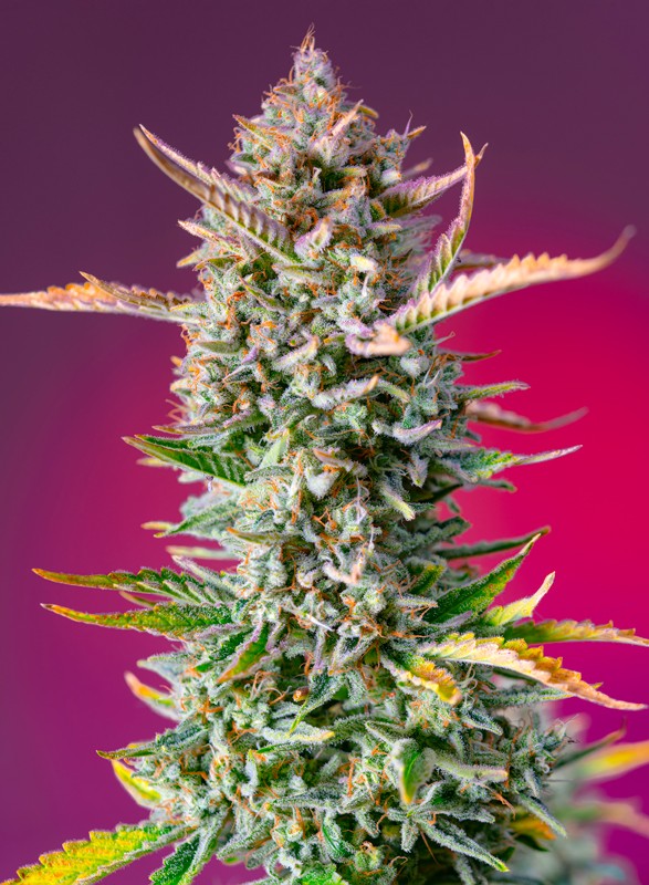 Семена конопли Gorilla Sherbet F1 Fast Version Фотопериодные