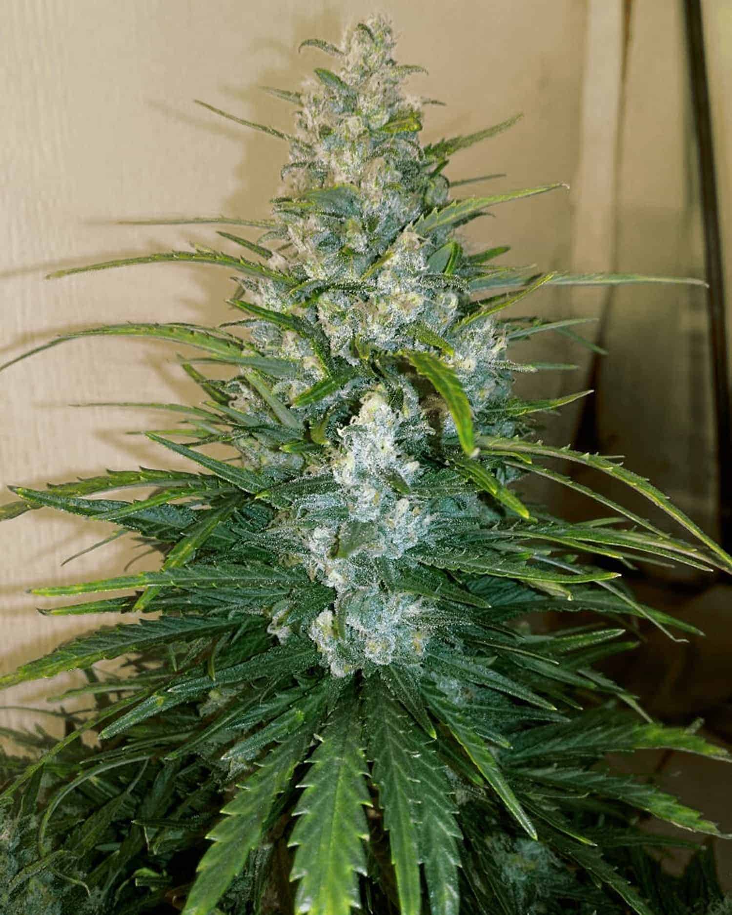 Семена конопли Gorilla Glue Auto - фото 3