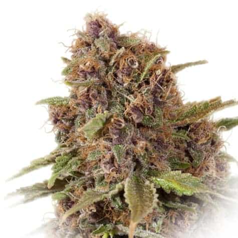Семена конопли Grapefruit Auto Автоцветы