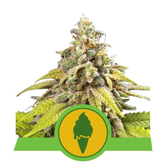 Семена конопли Green Gelato Auto Автоцветы