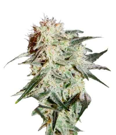 Семена конопли Arjan's Strawberry Haze Фотопериодные