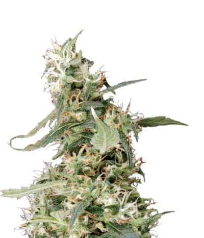 Семена конопли Arjan's Ultra Haze #1 Фотопериодные