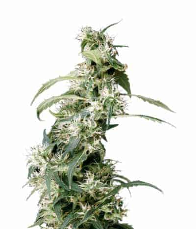 Семена конопли Mango Haze Фотопериодные
