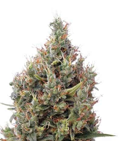 Семена конопли Big Bang Autoflowering Автоцветы