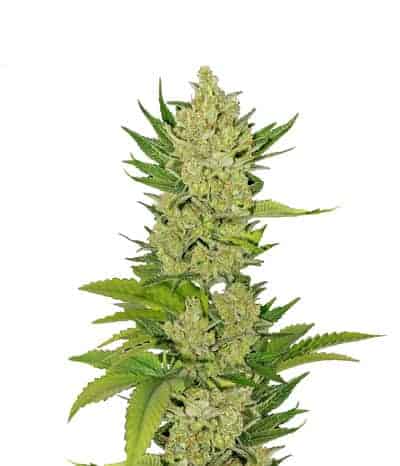 Семена конопли Exodus Cheese CBD Auto Автоцветы