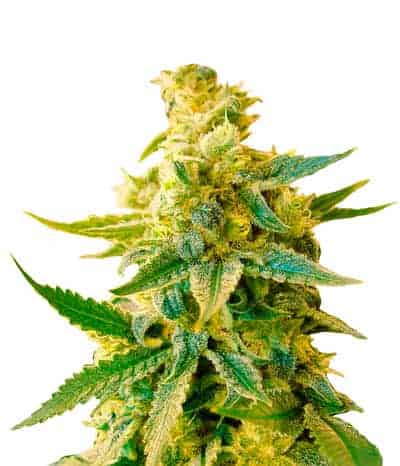 Семена конопли Great White Shark CBD Автоцветы