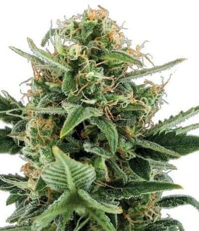 Семена конопли Jack Herer Auto - фото 2