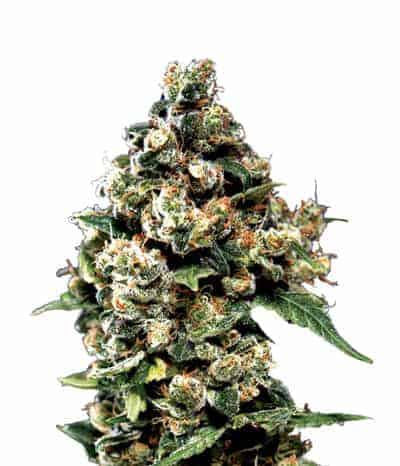 Семена конопли Jack Herer Фотопериодные