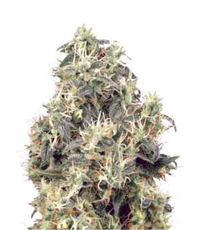 Семена конопли Kaia Kush Фотопериодные