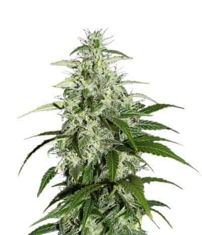 Семена конопли Kalashnikova Autoflowering Автоцветы