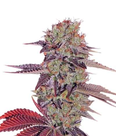 Семена конопли King's Kush Auto Автоцветы