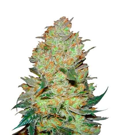 Семена конопли King's Kush Фотопериодные