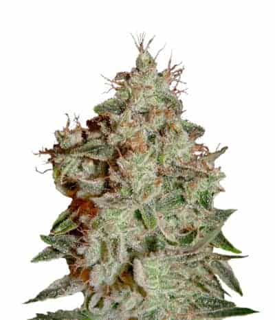 Семена конопли Lemon Skunk Фотопериодные