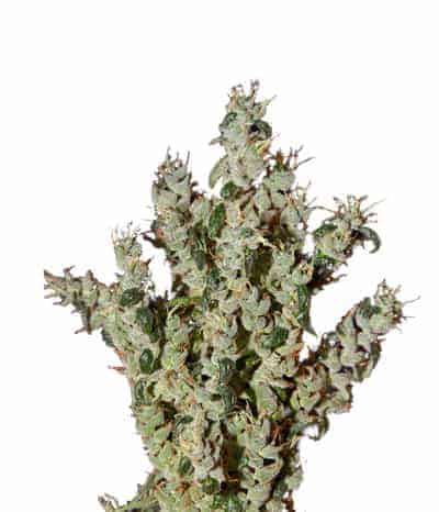 Семена конопли NL5 Haze Mist Фотопериодные