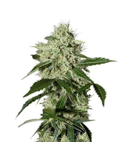 Семена конопли Northern Light Autoflowering Автоцветы
