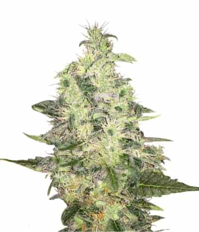 Семена конопли Pure kush Фотопериодные