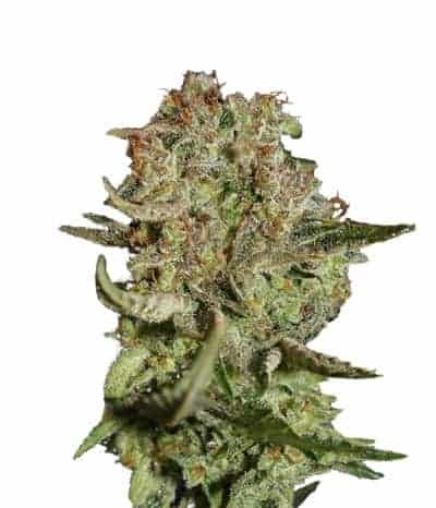 Семена конопли Super Bud Фотопериодные