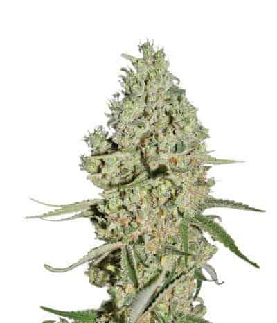 Семена конопли Super Critical Фотопериодные