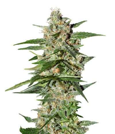 Семена конопли Super Lemon Haze Auto - фото 2