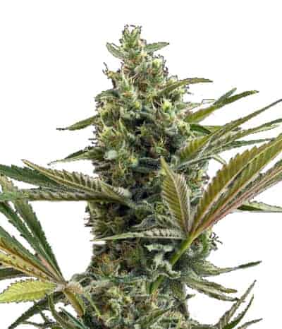 Семена конопли Super Lemon Haze CBD Auto Автоцветы