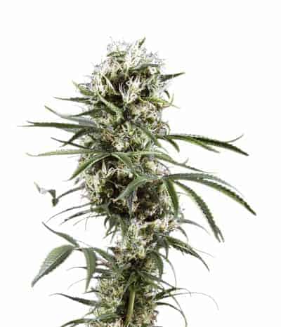 Семена конопли Super Lemon Haze Фотопериодные