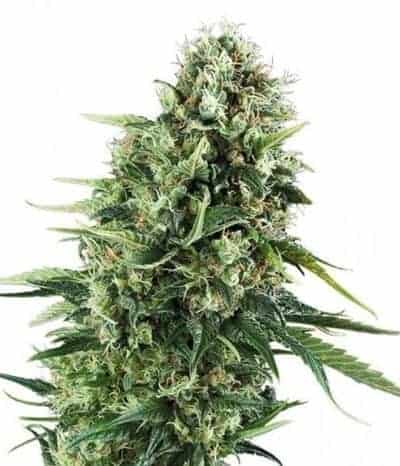 Семена конопли Super Silver Haze CBD Автоцветы