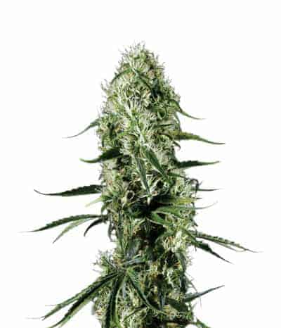 Семена конопли Super Silver Haze Фотопериодные