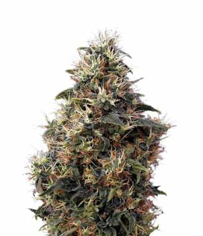 Семена конопли Sweet Mango Autoflowering Автоцветы