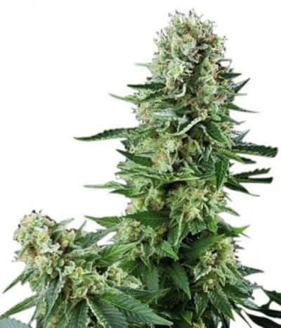 Семена конопли White Widow CBD Auto Автоцветы