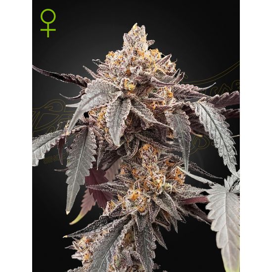 Семена конопли Guava x Gelato 41 Auto Автоцветы