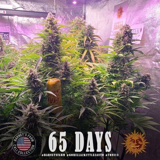 Семена конопли Gorilla Zkittlez Auto - фото 2