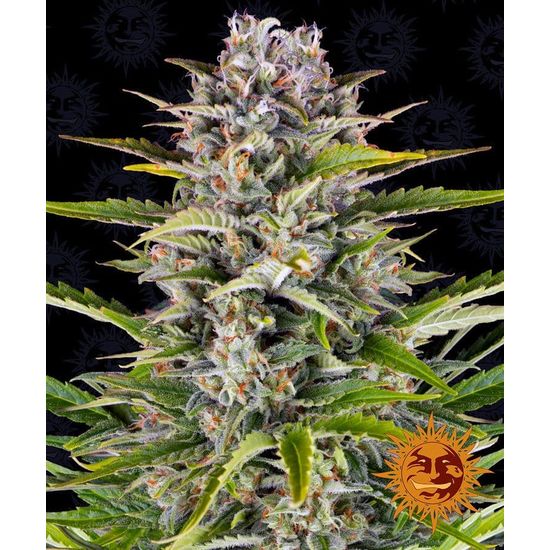 Семена конопли Gorilla Zkittlez Auto Автоцветы