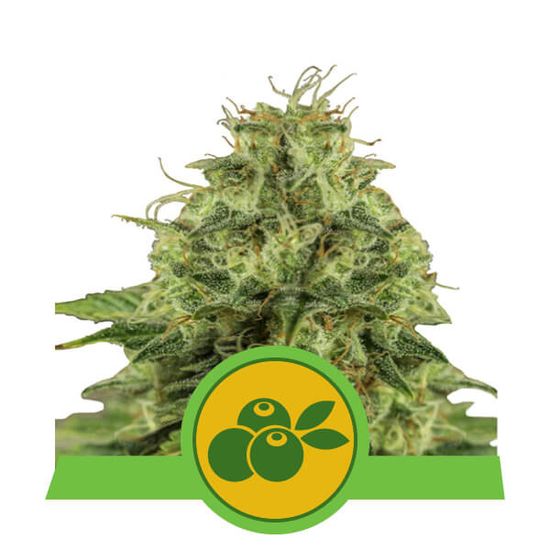 Семена конопли Haze Berry Auto Автоцветы
